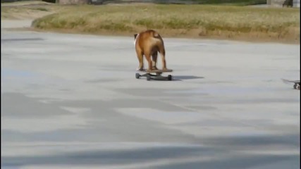 Куче и Скейтборд - едно цяло