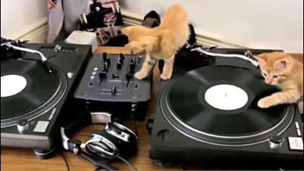 Котета диджей-смях