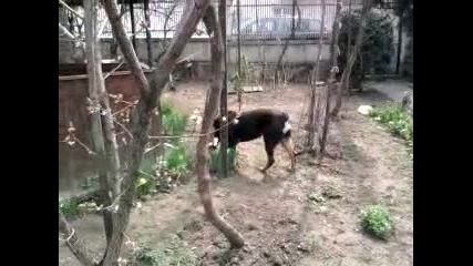 Rottweiler Tara 10 meseca 