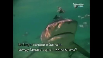 Акула Vs. Хипопотам - Discovery Channel + Bg Sub Част1/4