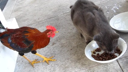 Rooster and cat 1`