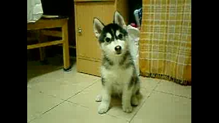 Sweet Husky