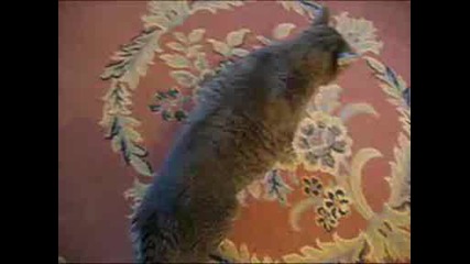 katze - kippt - um.avi
