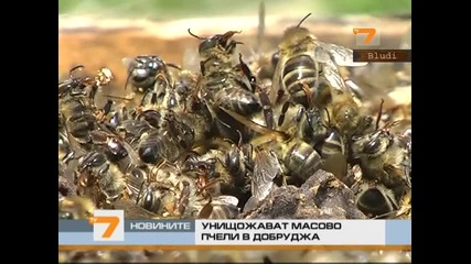 Масова смърт на пчели в Добруджа