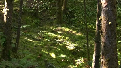 Time Lapse Forest Light Hd