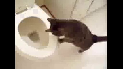 Много Сладко Коте