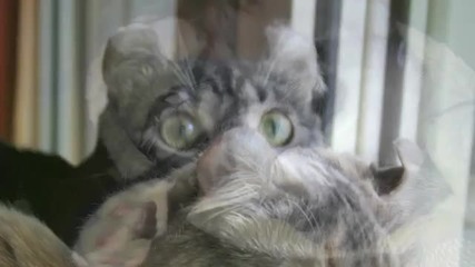Две Прекрасни Котки