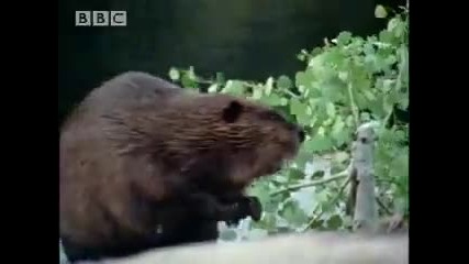 Bbc The Beaver - A Mooses Best Friend - A Moose Named Madeline 