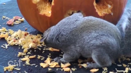helloween