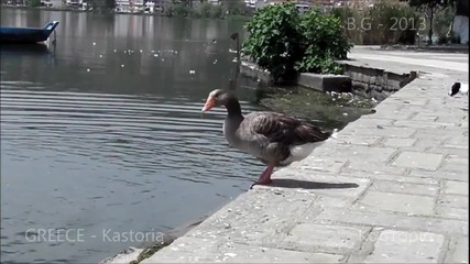 Патешки джентълмен от класа