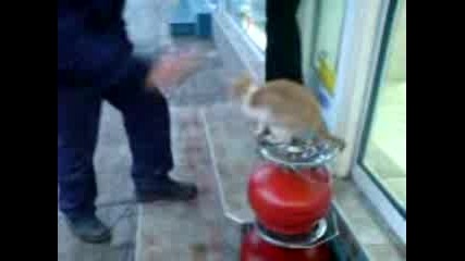 Popovo