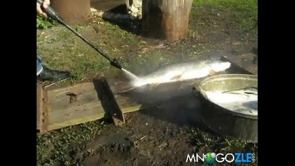 Как се чисти риба по руски