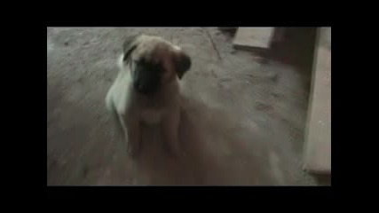 kangal ico_lejankata