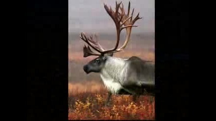 The Caribou With Native American Music
