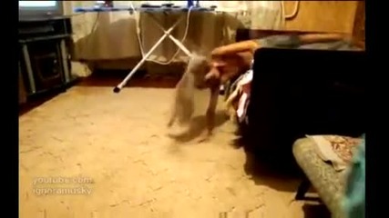 Котка поваля малко момче