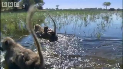 Monkeys wading through water - Planet Earth - Bbc animals & wildlife 