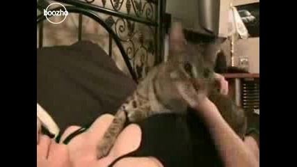 Коте не дава да се пипат гърдите на стопанката си 