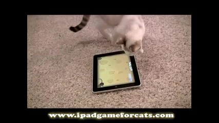 ipad Game for Cats