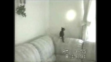 Котки срещу кучета!