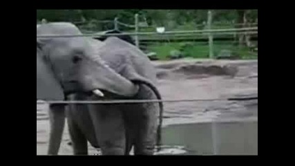 Слон Си Пъха Хобота В Задника На Друг Слон И Си Хапва