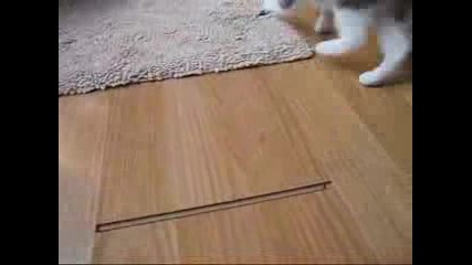 My Kitty