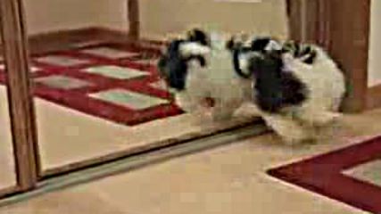 Puppy Vs. Mirror.flv