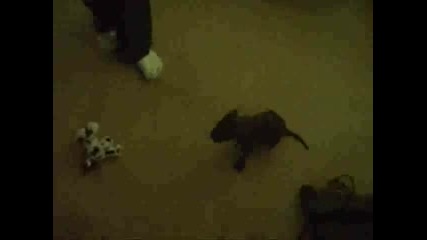 Pit Bull Puppy Playing