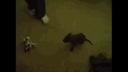 Pit Bull Puppy Playing
