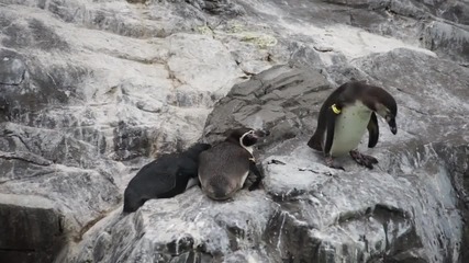 Пингвин бута приятеля си във водата - Смях
