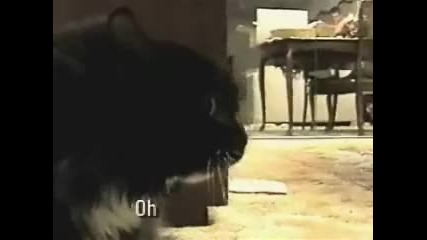 говореща котка - смях