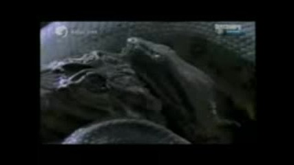 Piton qde Krokodil