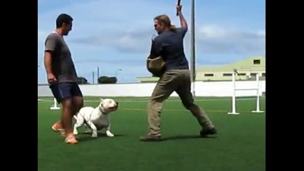Dogo Argentino Control Work and Attack on Handler 