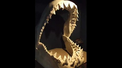 Megalodon And Sharks