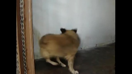 The most crazy dog 6 