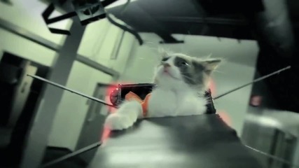 Jedi Kittens Strike Back[1]