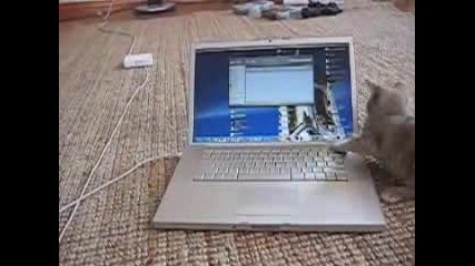 Коте изпробва нервите на стопанина си 
