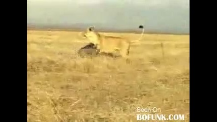 Малко глиганче пребива лъв