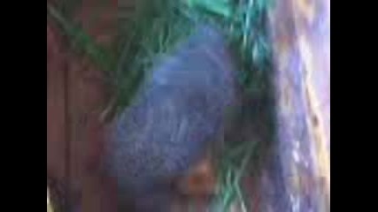 Таралежа Боби 2