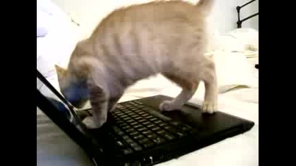 Котка изучава лаптоп