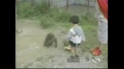 Funny Animals