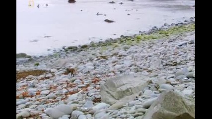 National Geographic - Дивият Север: Възродени