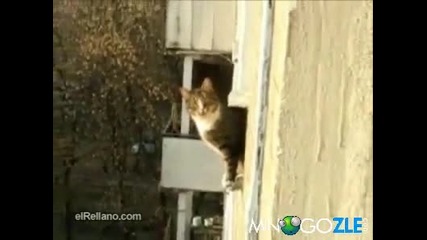 Паркур коте *смях*