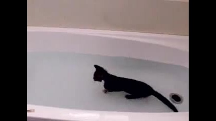 Котка във вана 