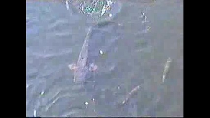 Чернобилски риби