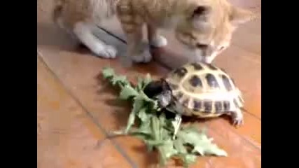 Костенурка и котка