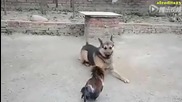 Петел напада куче!