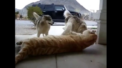 Кучета си играят с тигър