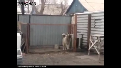 Куче се разбива от танци
