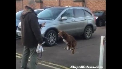 Това куче ще ви изуми истински талант :)