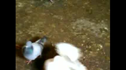 Гълабите На Venigolfa От Оряхово